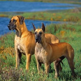 Great Dane wallpaper