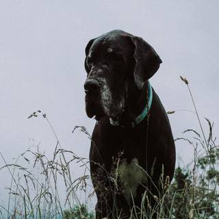 Great Dane wallpaper