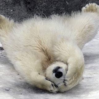 Grolar bear wallpaper