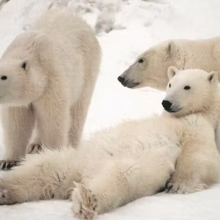 Grolar bear wallpaper