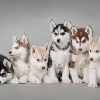Siberian Husky puppies wallpaper