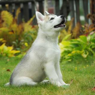 Siberian Husky puppies wallpaper
