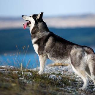 Siberian Husky puppies wallpaper