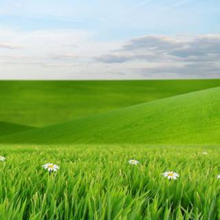 Protection wallpaper