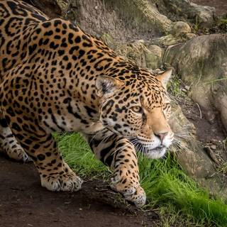 Jaguar animal wallpaper