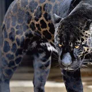 Jaguar animal wallpaper