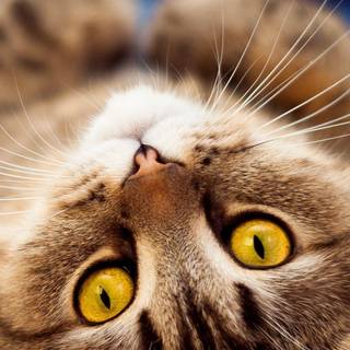 Upside Down wallpaper