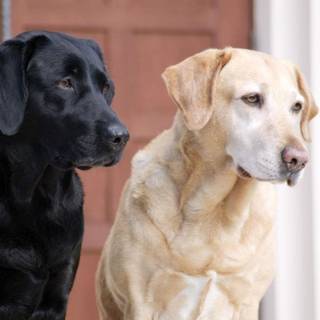 Lab dogs wallpaper