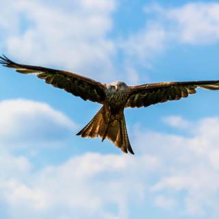 Peregrine falcon wallpaper