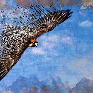 Peregrine falcon wallpaper