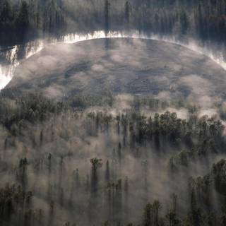 Foggy forest wallpaper