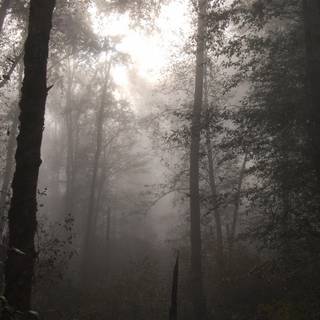 Foggy forest wallpaper