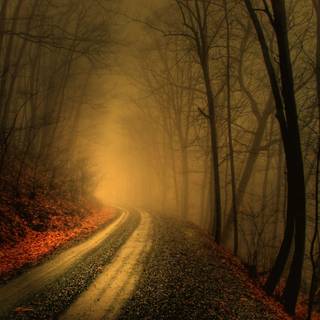 Foggy forest wallpaper