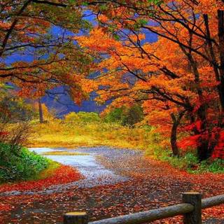 Autumn forest wallpaper