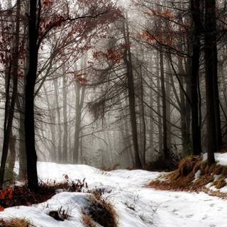 Autumn forest wallpaper