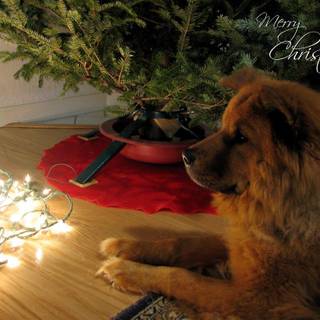 Dogs in lights wallpaper