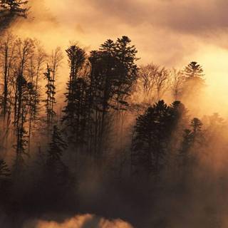 Fotography wallpaper