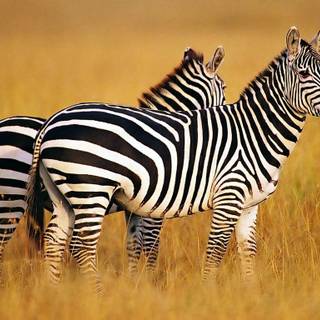Baby zebras wallpaper
