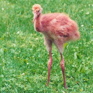 Siberian crane wallpaper