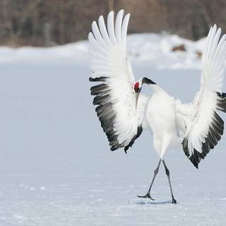 Siberian crane wallpaper