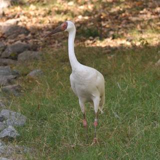 Siberian crane wallpaper