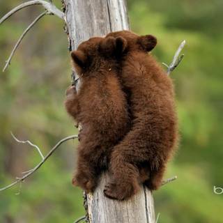 Baby bears wallpaper