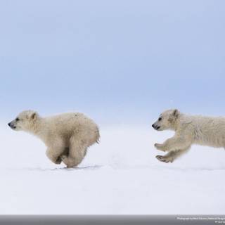 Baby bears wallpaper