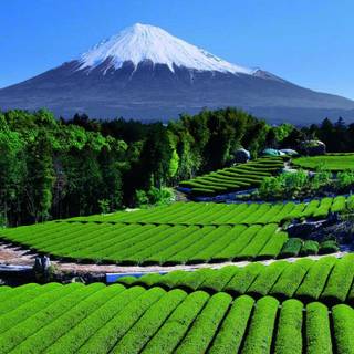 Tea garden wallpaper