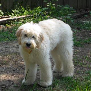 Labradoodles wallpaper