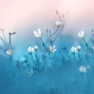 Huawei Nova 3i wallpaper