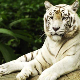 Zoo animals wallpaper