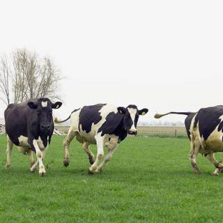 Zoo animals wallpaper