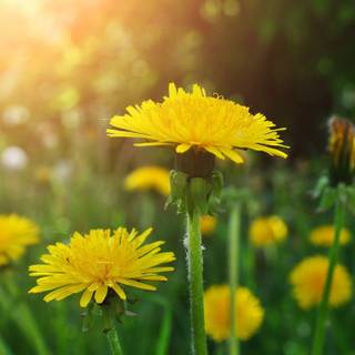 Dandelions wallpaper