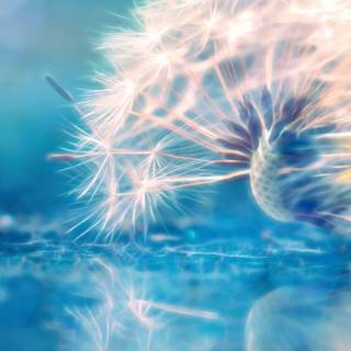 Dandelions wallpaper