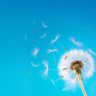 Dandelions wallpaper