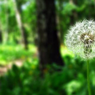 Dandelions wallpaper