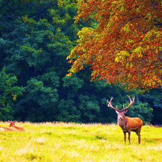 Forest habitat wallpaper