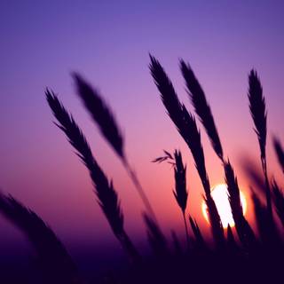 Sunset purple wallpaper