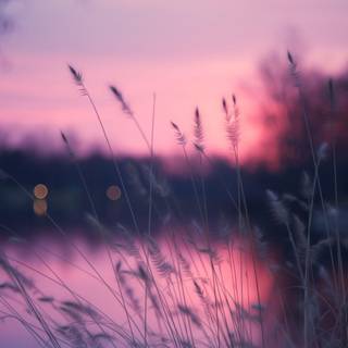 Sunset purple wallpaper