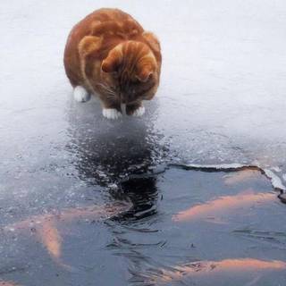 Winter animals wallpaper