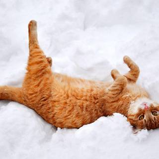 Winter animals wallpaper