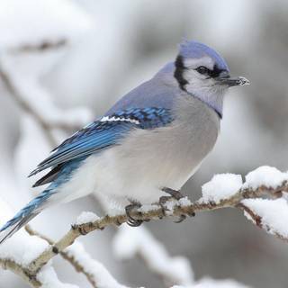 Winter animals wallpaper