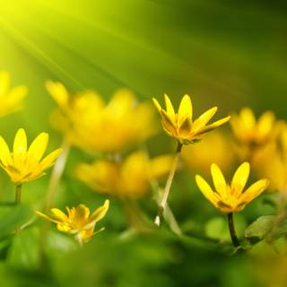 Yellow nature wallpaper