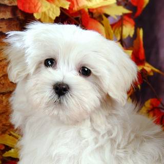 White dogs wallpaper