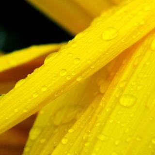 Yellow nature wallpaper