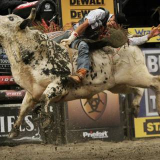 Bull rider wallpaper
