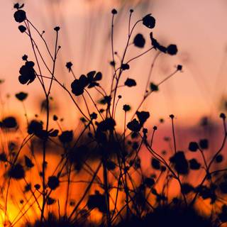 Sunset nature wallpaper