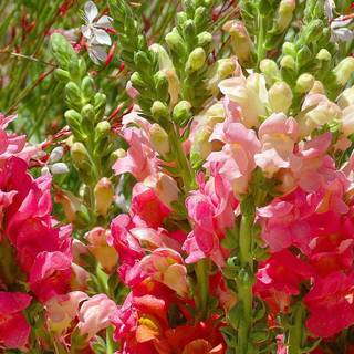 Snapdragon wallpaper