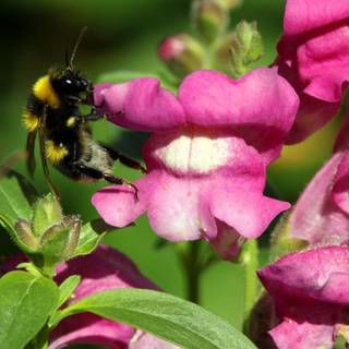 Snapdragon wallpaper