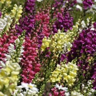 Snapdragon wallpaper